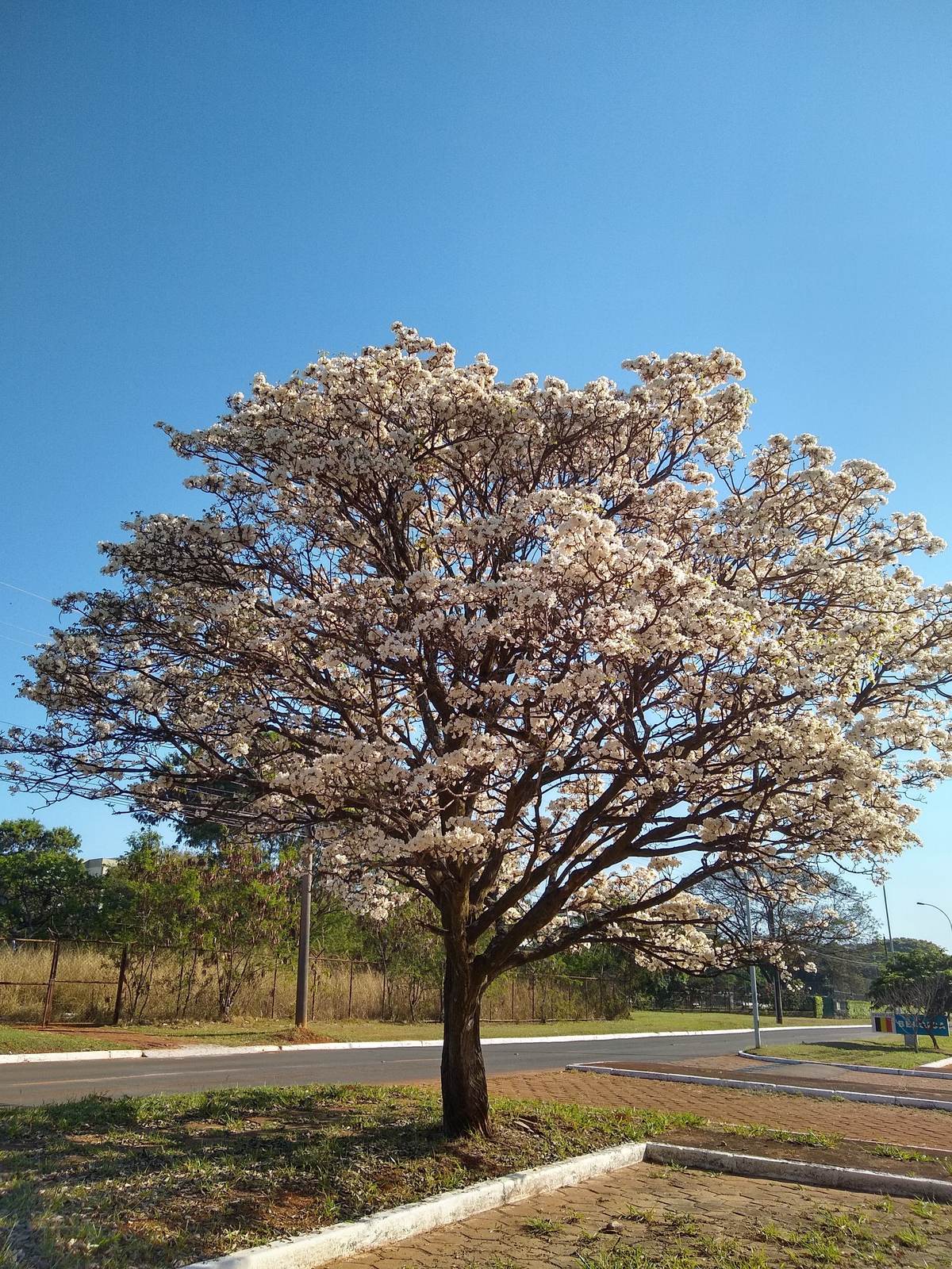 Edição #3 — Ventos do Cerrado