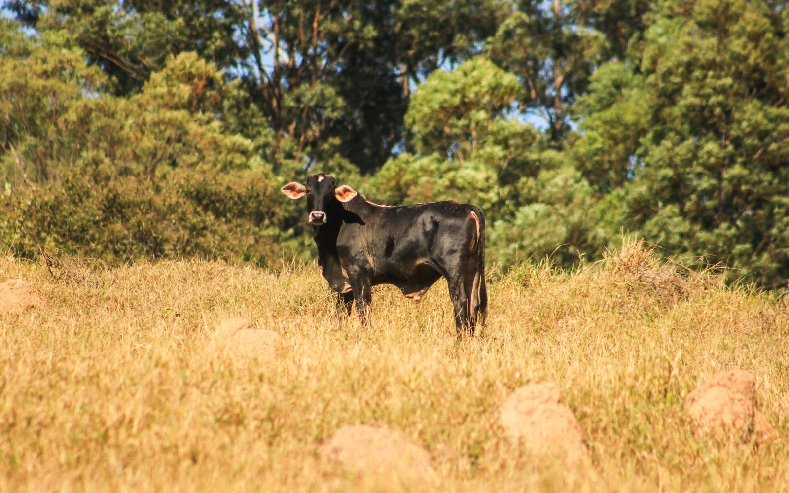 Boi gordo e exportações de carne bovina à China sustentam recorde de receita do agronegócio