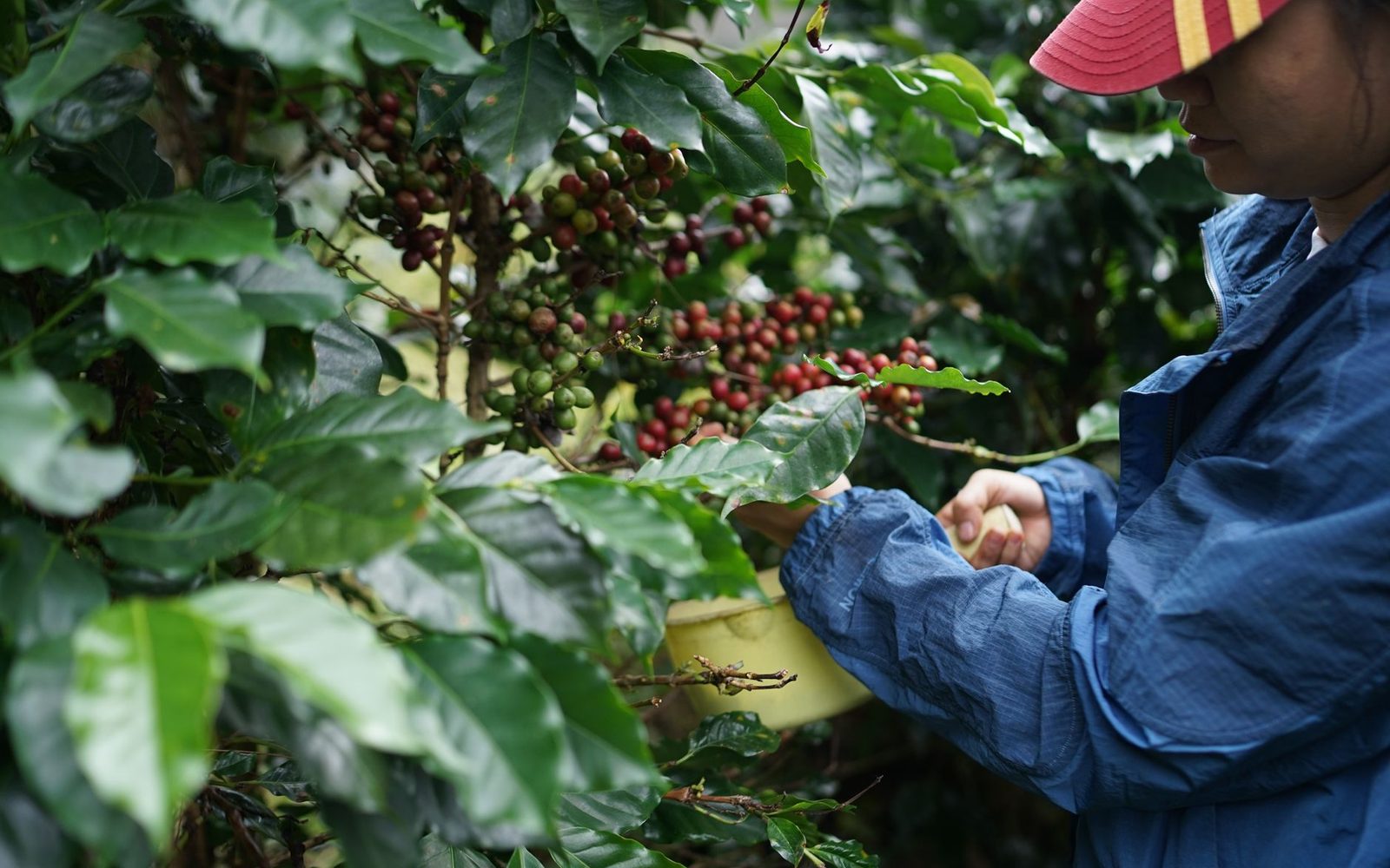 Café exportado cai em volume mas bate recorde de receita de US$ 15,6 bilhões em 2025